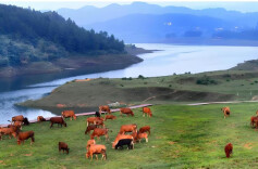 侃财邦｜进口牛“限流”   湖南牛“骚动”？