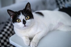 芙蓉国评论 | “科技养宠”？谨防被收“智商税”