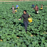 专家出招，确保油菜安全过冬