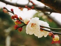 雁城札记丨大寒深处，站着下一个春天