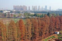 Picturesque Winter Scenery in Changsha