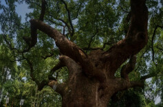 双牌县 古树名木“正青春”