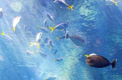 《海洋生物多样性协定》正式生效