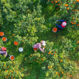 科学防冻，让柑橘树安全过冬