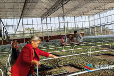 湘乡市泉塘镇双托村：冬月育苗忙 暖棚绿意浓