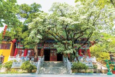 2025年中国古树名木保护大事盘点