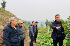 “果”然有约！麻阳阳光一号果农开起“树梢课堂”