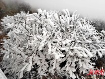 关于云冰山景区摆渡车停运的公告