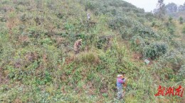 从“藤”出发，通道以钩藤产业为翼，助力农户增收与产业腾飞