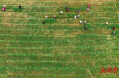 图集|大寒时节农事忙