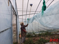 临湘市江南镇：吹响防寒“集结号”打好作物“保卫战”