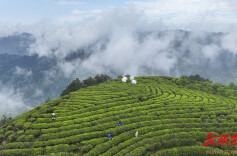 散文丨龚曙光：湖南这杯茶