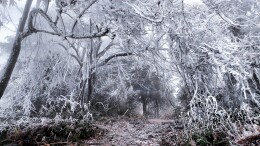 金龙雪韵，淞景如画！会同金龙山雾凇如约而至