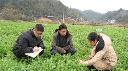 靖州：农技人员上门送“良方”，护航农作物安全越冬