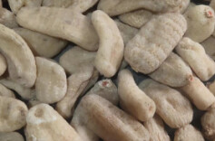 邵阳市：天麻“以竹代木”林下仿生态栽培技术研究取得重大突破