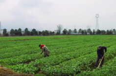 武冈：打好主动仗 筑牢农作物“温暖防线”