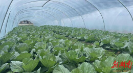 生态铸底色 甘味溢罗霄——桂东高山蔬菜铺就乡村振兴绿美之路