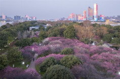 Places to Enjoy Plum Blossoms in Hunan