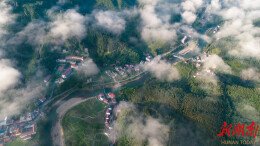 以绿为底 以茶为媒——洞口县古楼乡走出生态文旅融合路