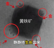 黄金能“长”出来？我国科学家新发现