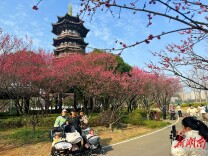 白鹭塔下 “梅”景如画