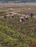 香芋采收助农增收