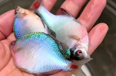 熊其雨专栏|鳑鲏鱼！盘点那些长沙人爱吃，却喊不出名字的鱼……