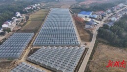 汨罗田野里“长”出来的“乡村CEO”