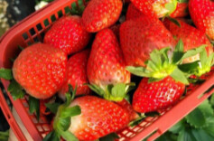 靖港草莓熟了 等你来采摘尝鲜