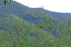 2026“我的寒假”主题征文投稿：黑麋峰记