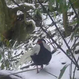 湖南舜皇山：珍稀动物雪地“打卡”   生态画卷生机盎然