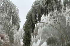 蓝山谷景区迎来雾凇盛景，扮靓数十公里林海