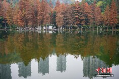 重庆彩云湖国家湿地公园冬日水杉“换装”引游人