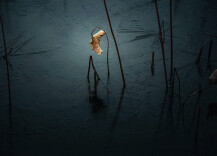 我的2025 | 段家怀：四季荷塘