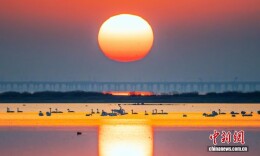 江苏南京：天鹅逐霞美如画