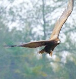 张家界首次记录国家一级保护鸟类秃鹫踪迹