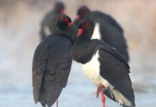 北京拒马河的黑鹳开始“相亲”了