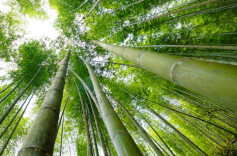 2025年中国竹产业领跑全球绿色革命新赛道