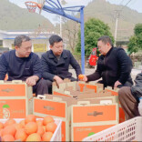 橙香富农家，保靖消费帮扶添动力