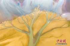 江西进贤：鄱阳湖滩涂现“大地之树”景观