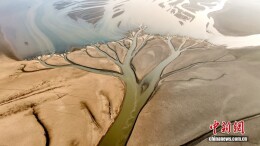 江西进贤：金溪湖现“大地之树”景观