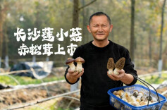 湘江新区莲花镇赤松茸大量上市 环保增收绘就乡村振兴新图景