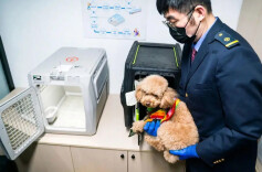 带着宠物回家过年！北京6个火车站可办理高铁宠物托运