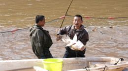 张家界武陵源：开年“起鱼”忙，渔民丰收乐