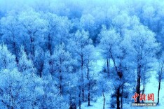 新疆莎车县叶尔羌河畔出现雾凇美景