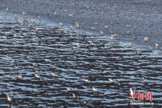 航拍黄海东海交汇 大潮奔涌蔚为壮观