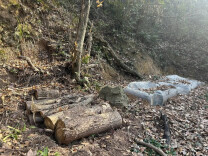 怀化新闻网丨是保护还是乱砍滥伐林木？