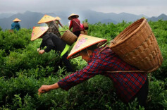 掌上张家界丨张家界：深山藤叶变“金叶”