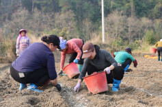 冬闲田变致富田 土豆基地冬种忙