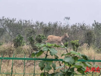 呦呦鹿鸣 请侧耳听！君山区钱粮湖镇有对麋鹿“新居民”